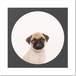 Puggly the Pug Dog Posters and Art